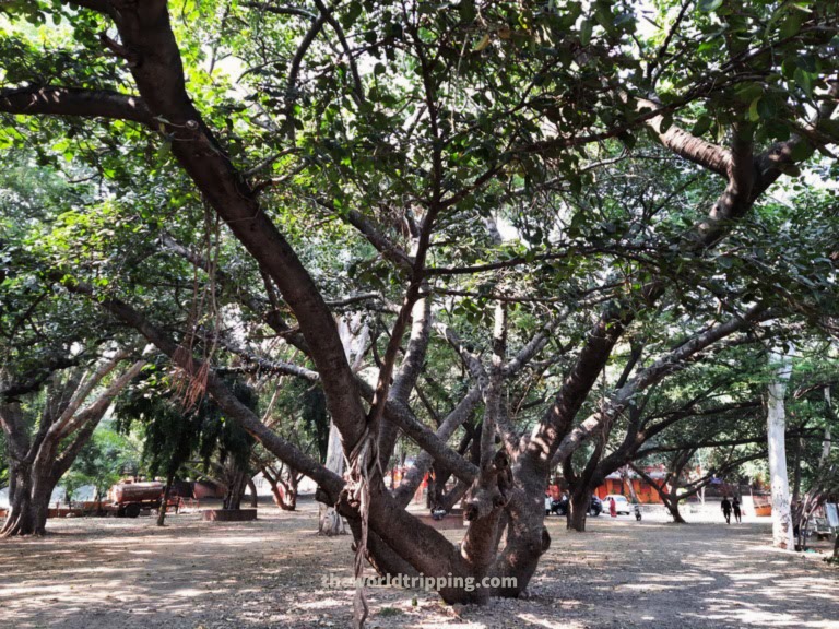 Mighty Banyan Trees at Ramdara Temple