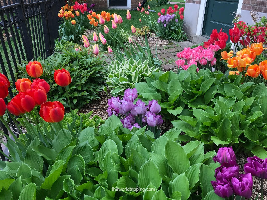 Tulip Garden in Pella Iowa