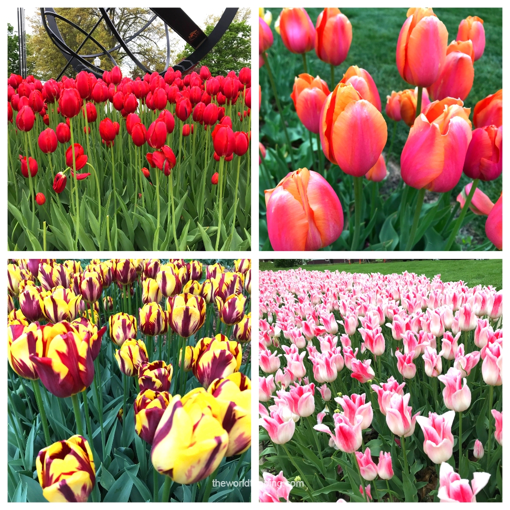 Tulip Time Festival