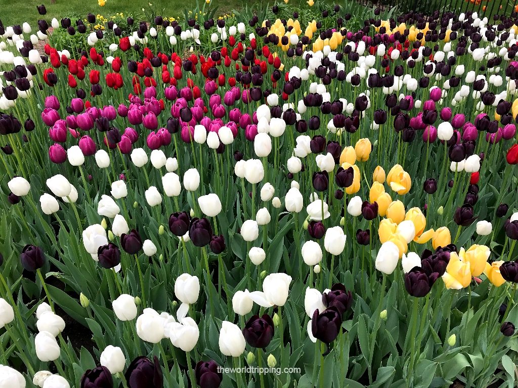 Colors of Tulips