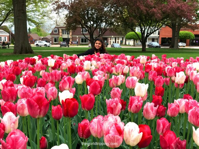 when tulip festival