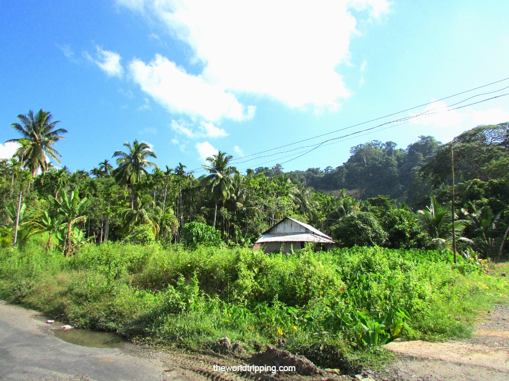 Lush greenery at Havelock Island