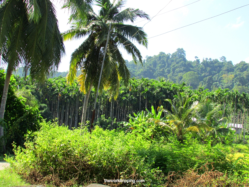 Tropical Rain forest of Havelock Island