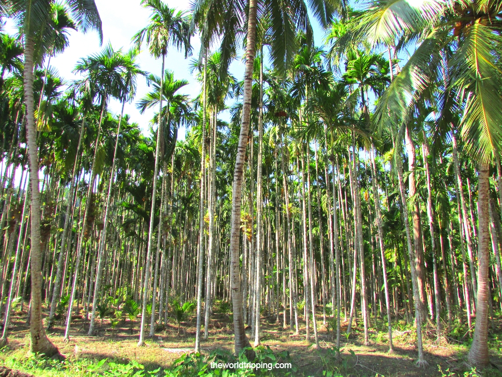 Arrays of Palm, Coconut and Betel nut (Areca palm) trees on the road sides @Havelock Island