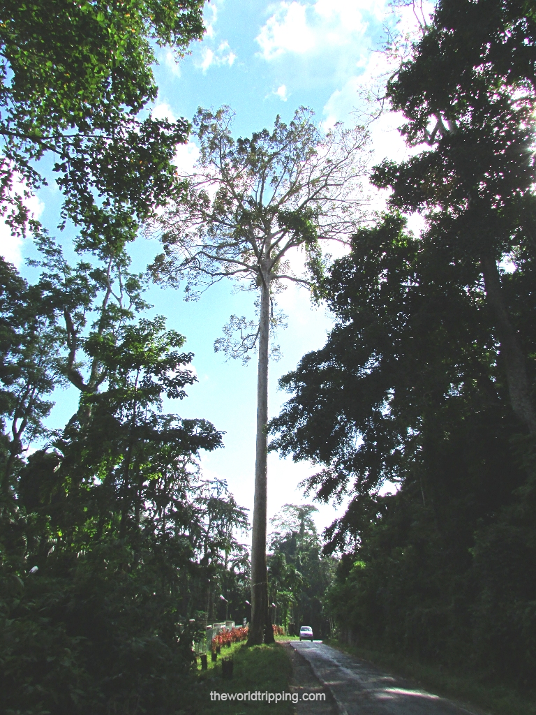 Tallest tree on the way to Radha Nagar Beach, Havelock Island