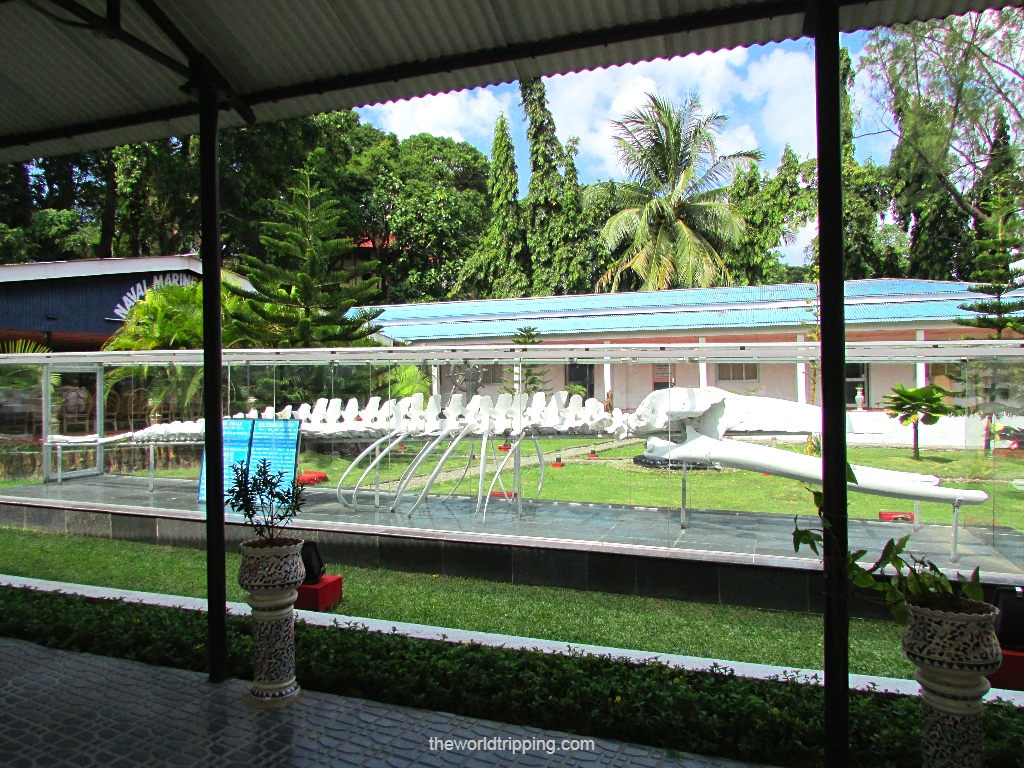 Skeleton of Blue Whale at Samudrika Museum, Port Blair