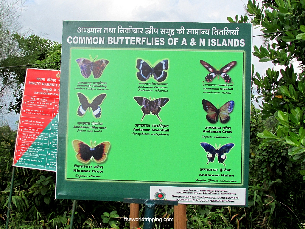 Types of butterfly found in Andaman (Mt. Harriet National forest)