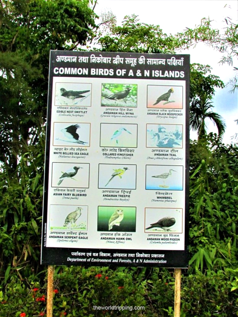 Types of Endemic Birds found in Andaman (Mt. Harriet National forest)