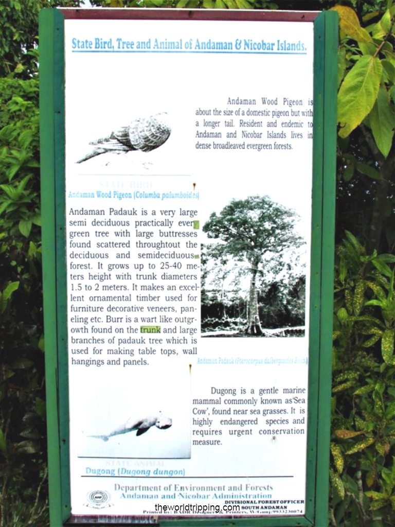 Types of Endemic Birds found in Andaman (Mt. Harriet National forest)